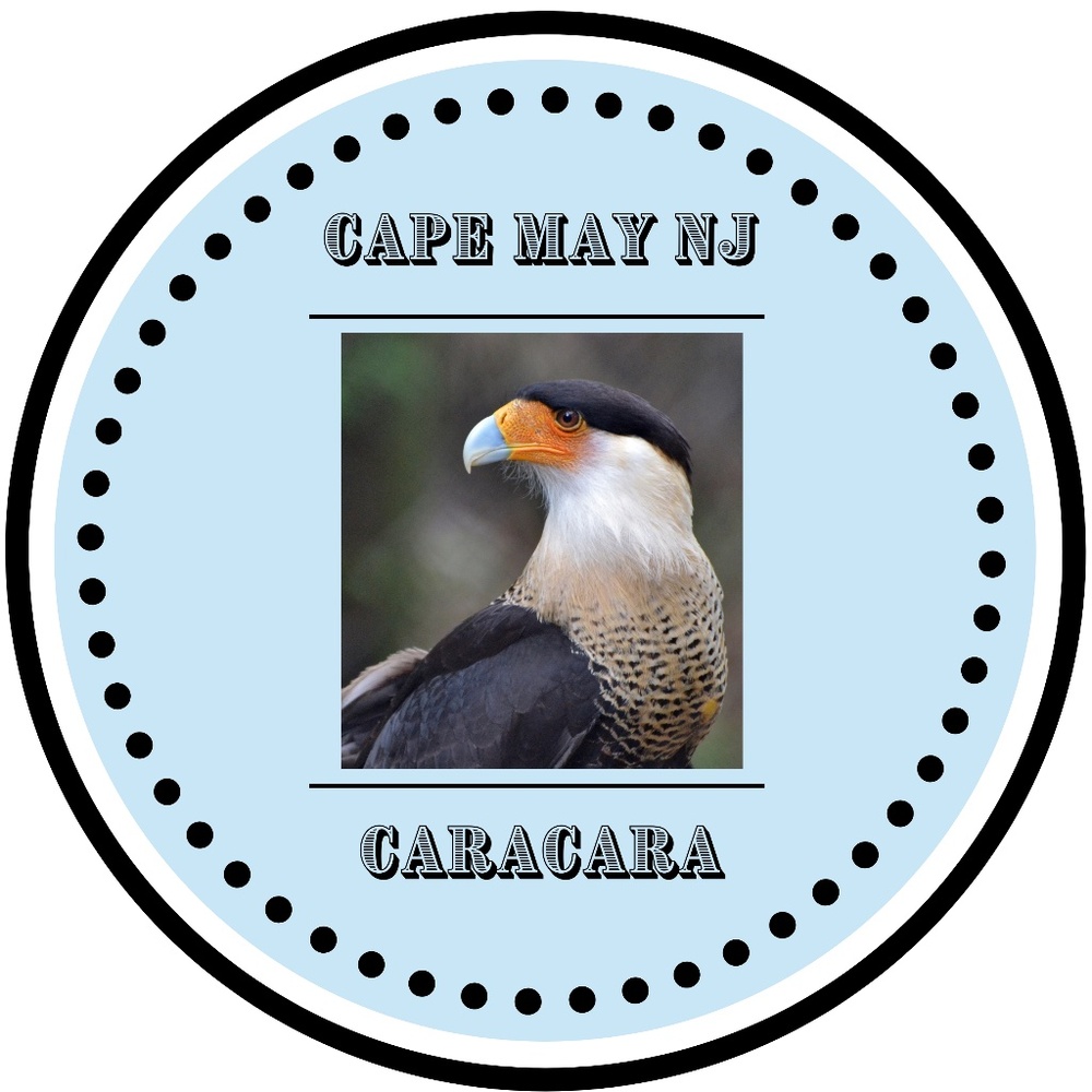 CaraCara Sticker ~ Cape May NJ (Bundle any 3 stickers for $10)